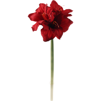 Amaryllis Kotikulta 66 cm punainen