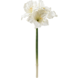 Amaryllis Kotikulta 66 cm valkoinen