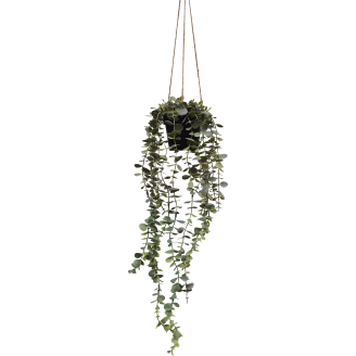 Eukalyptusköynnös Kotikulta 65 cm