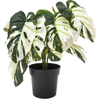 Peikonlehti Kotikulta 30 cm vaaleanvihreä