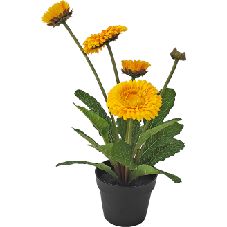 Kaunokainen Kotikulta 30 cm