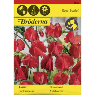 Tuoksuherne Royal Scarlet siemen Bröderna Nelsons
