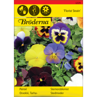 Tarhaorvokki Florist Strain Jättiläi siemen Bröderna Nelsons