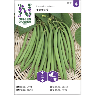 Taitepapu siemen Nelson Garden Basic Ferrari