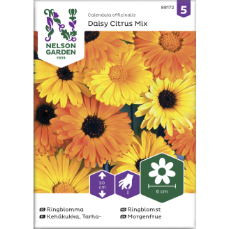 Tarhakehäkukka siemen Nelson Garden Basic Daisy Citrus Mix