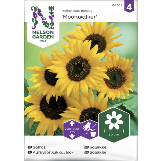 Isoauringonkukka siemen Nelson Garden Basic Moonwalker