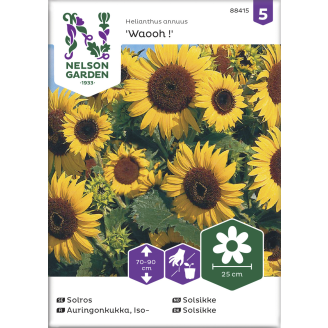 Isoauringonkukka siemen Nelson Garden Basic Waooh