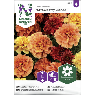 Ryhmäsamettikukka siemen Nelson Garden Basic 'Strawberry Blonde