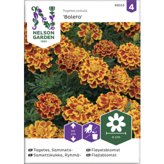 Ryhmäsamettikukka siemen Nelson Garden Basic Bolero