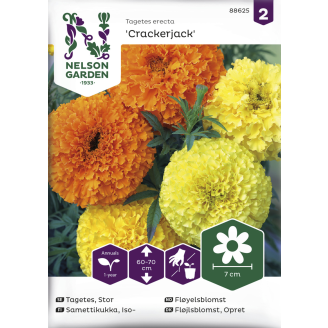 Isosamettikukka siemen Nelson Garden Basic Crackerjack