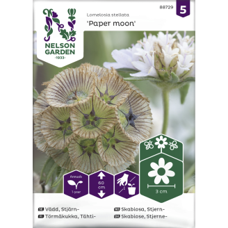 Tähtitörmäkukka siemen Nelson Garden Basic Paper moon