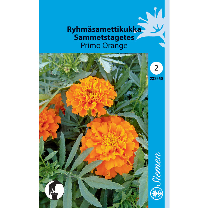 Ryhmäsamettikukka Primo Orange Siemen