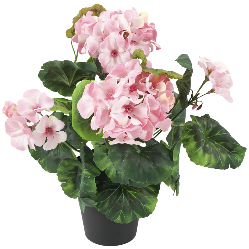 Pelargonia Kotikulta 30 cm ruukussa pinkki