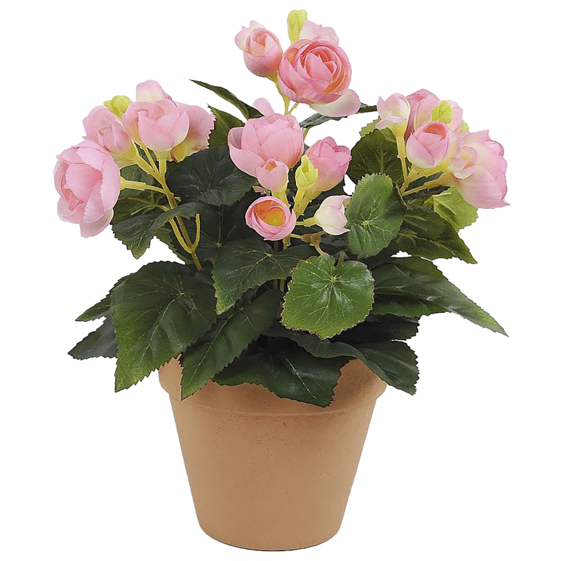 Ruusubegonia Kotikulta 26 cm pinkki