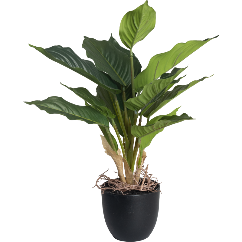 Viirivehka Kotikulta 36 cm ruukussa