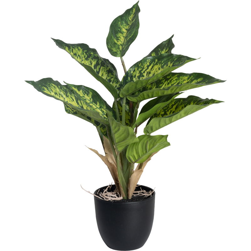 Kirjovehka Kotikulta 36 cm ruukussa