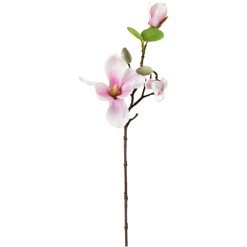 Magnoliaoksa Kotikulta 49 cm