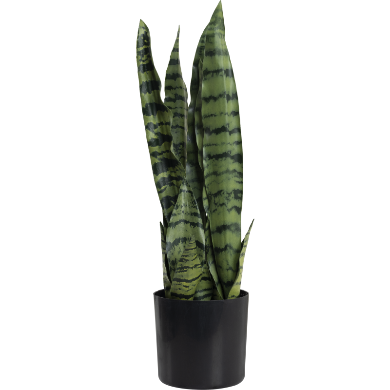 Anopinkieli Kotikulta 50 cm