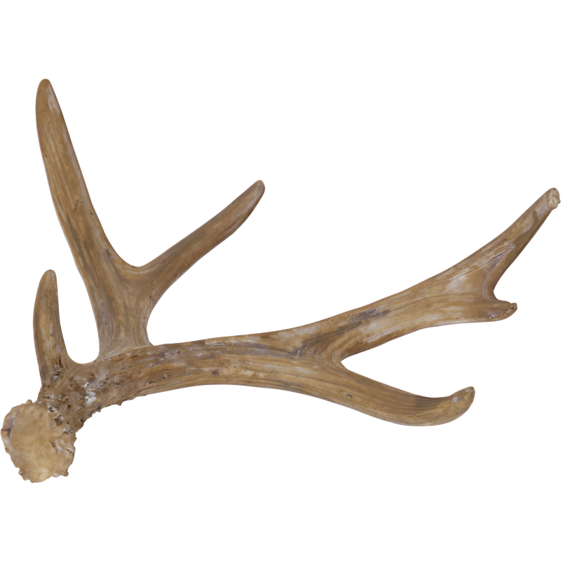 Koristesarvi Kotikulta 19 cm