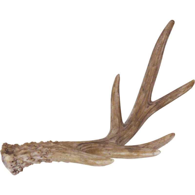 Koristesarvi Kotikulta 22,3 cm