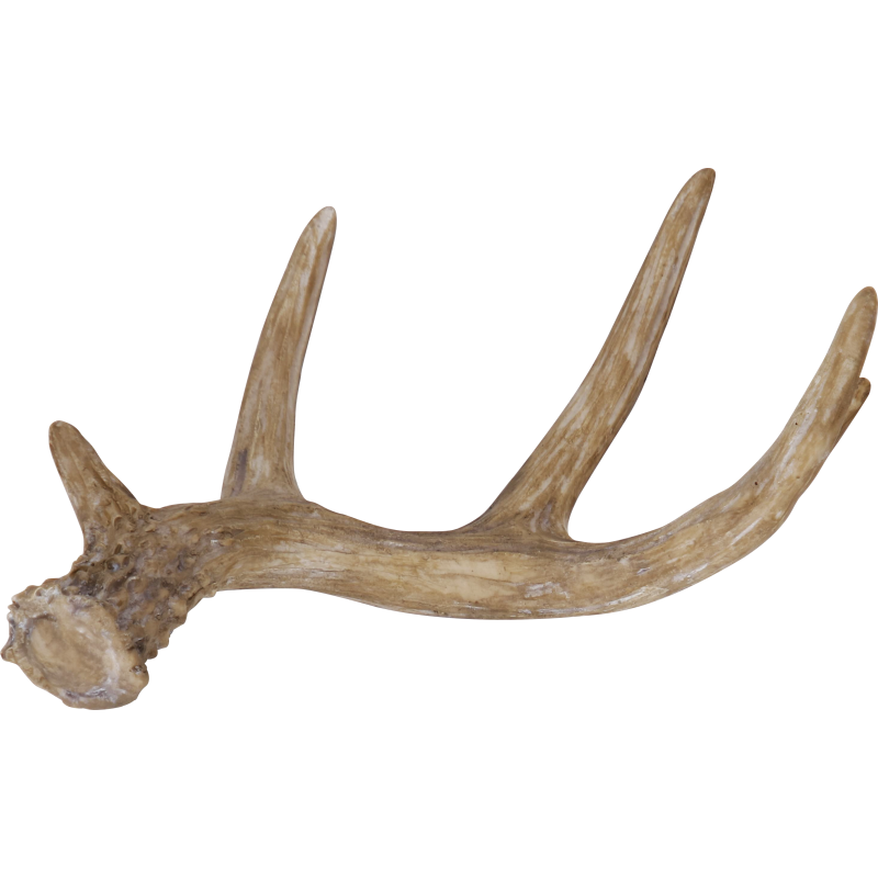 Koristesarvi Kotikulta 17,9 cm