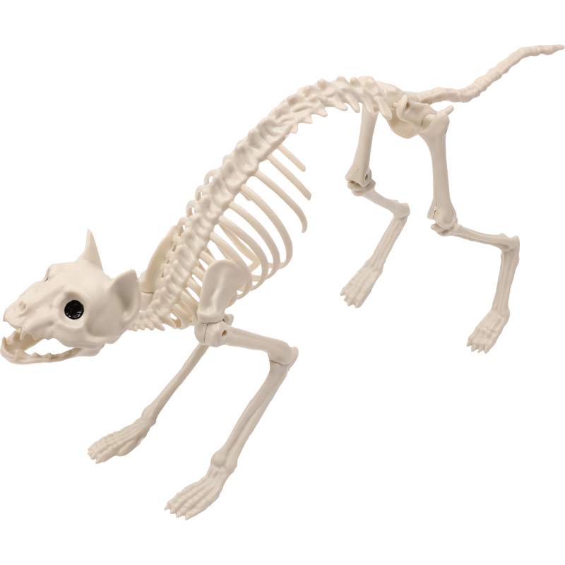Luurankokissa Happy Halloween
