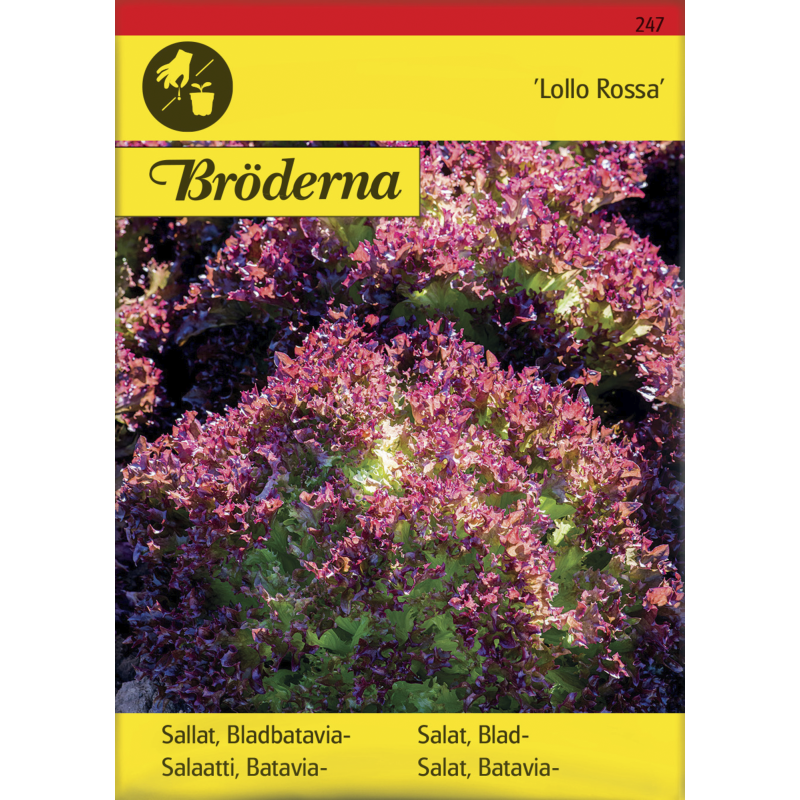Bataviasalaatti Lollo Rossa siemen Bröderna Nelsons