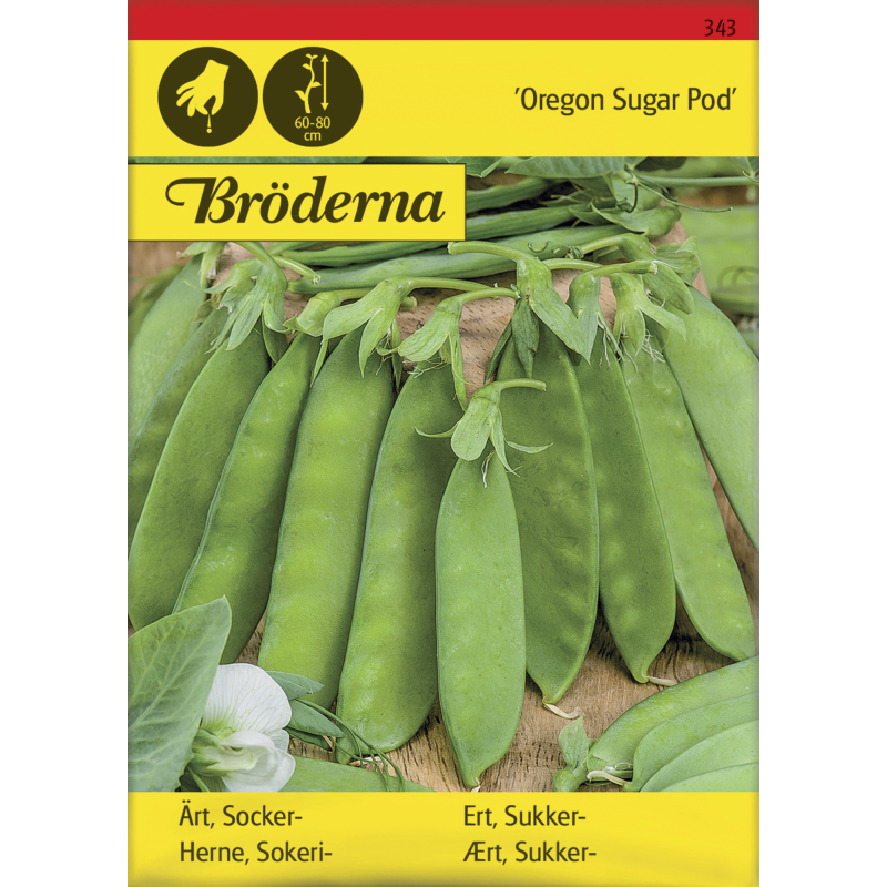 Sokeriherne Oregon Sugar Pod siemen Bröderna Nelsons
