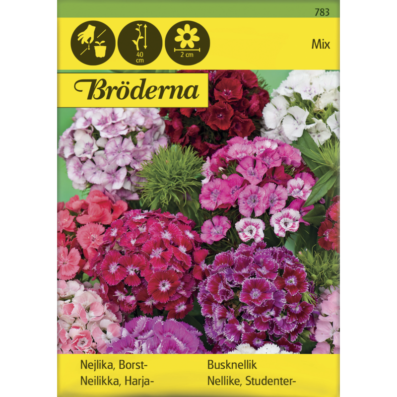 Harjaneilikka seos siemen Bröderna Nelsons