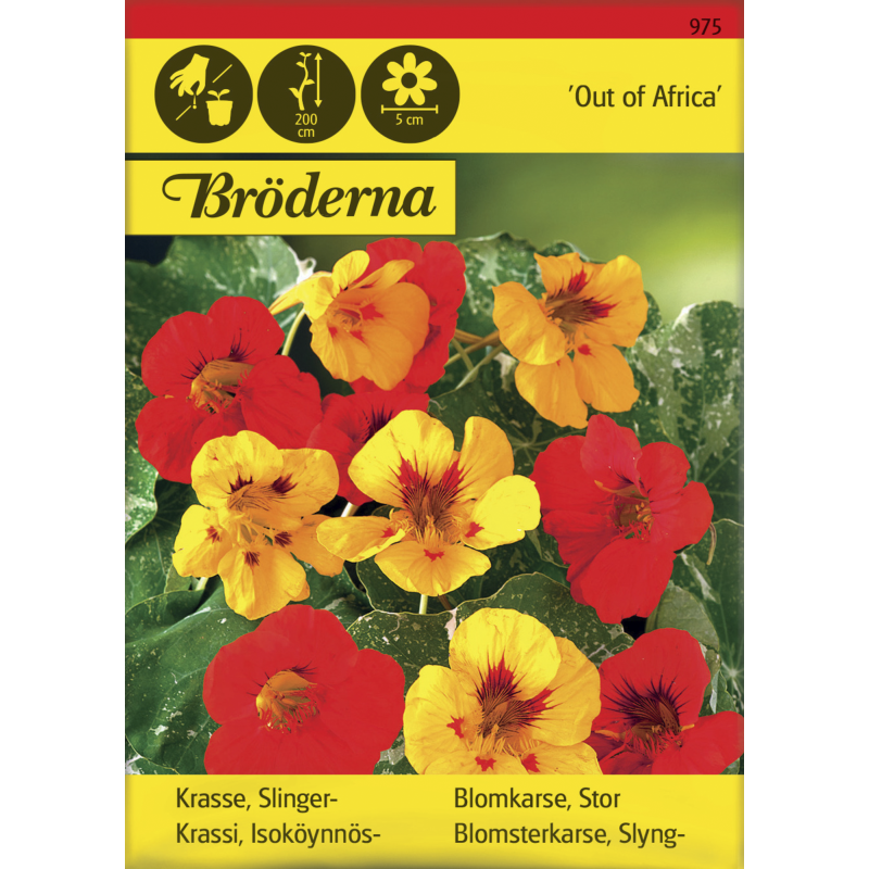 Isoköynnöskrassi Out of Africa siemen Bröderna Nelsons