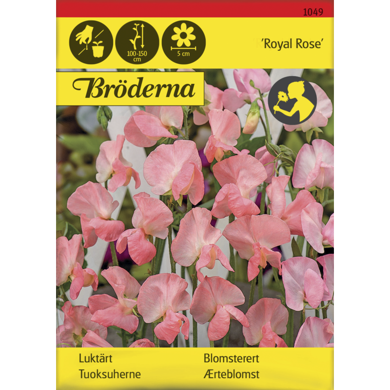 Tuoksuherne Royal Rose siemen Bröderna Nelsons