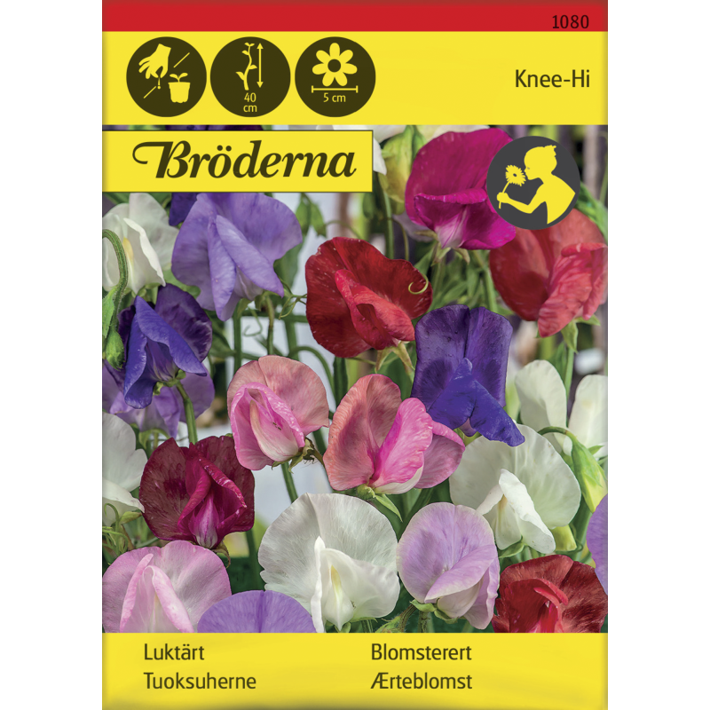 Tuoksuherne Knee-Hi seos siemen Bröderna Nelsons