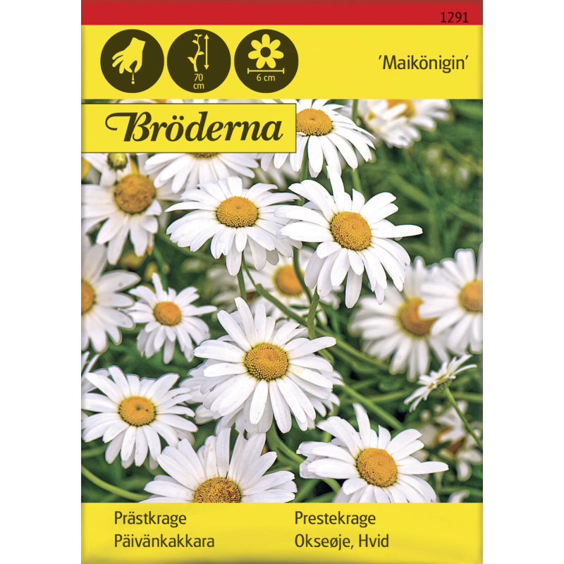 Päivänkakkara Maikönigin siemen Bröderna Nelsons