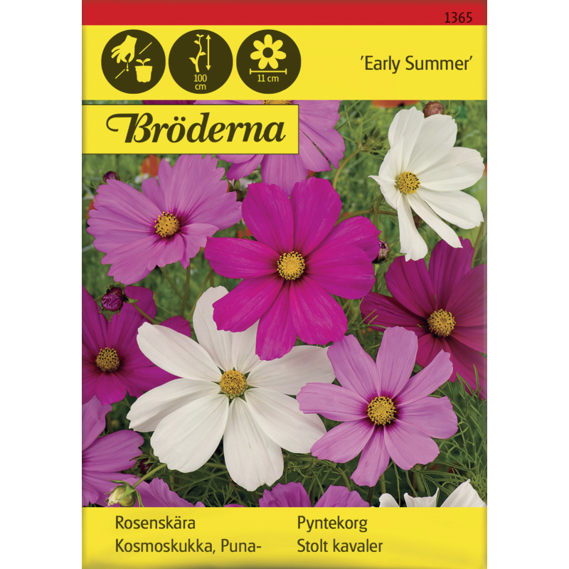 Punakosmoskukka Early Summer siemen Bröderna Nelsons