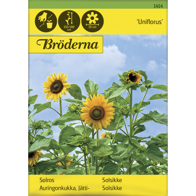Jättiauringonkukka Uniflorus siemen Bröderna Nelsons
