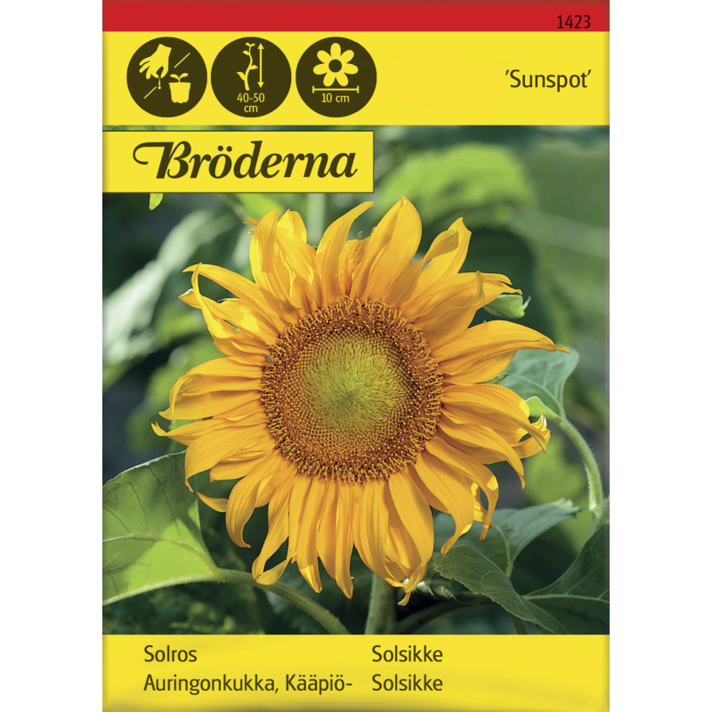 Kääpiöauringonkukka Sunspot siemen Bröderna Nelsons