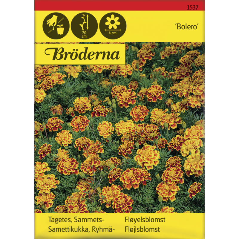 Ryhmäsamettikukka Bolero siemen Bröderna Nelsons