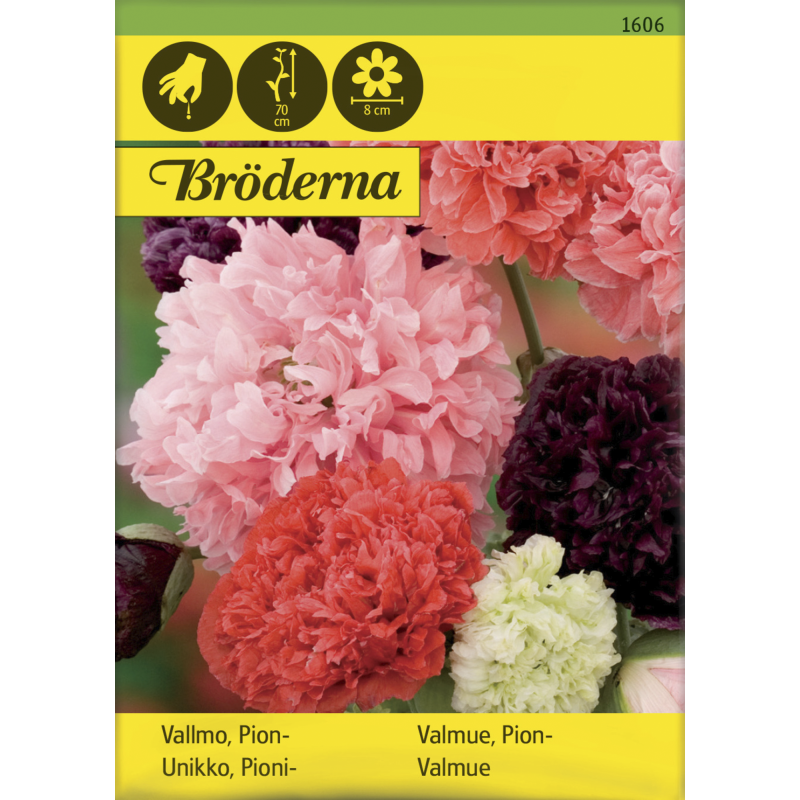 Pioniunikko väriseos siemen Bröderna Nelsons