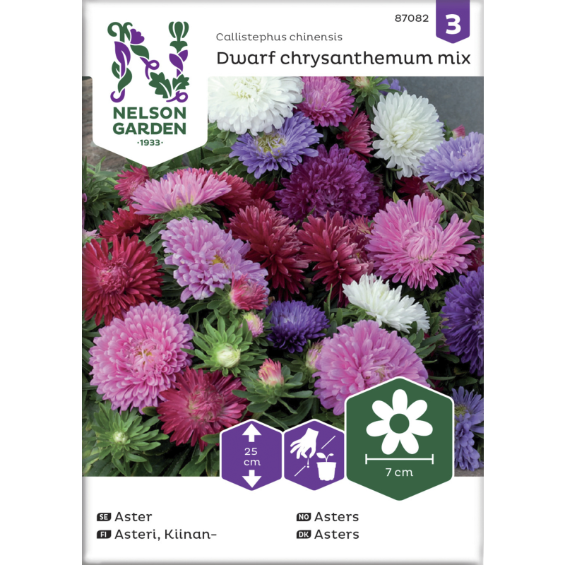 Kiinanasteri siemen Nelson Garden Basic Dwarf chrysanthemum seos