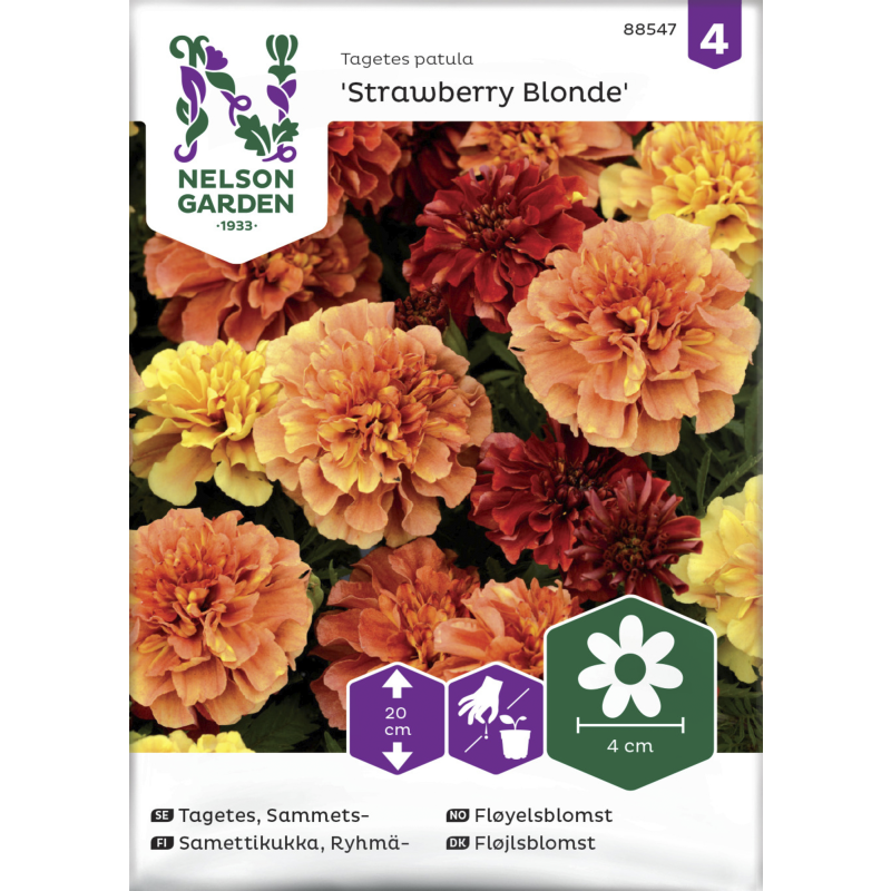 Ryhmäsamettikukka siemen Nelson Garden Basic 'Strawberry Blonde