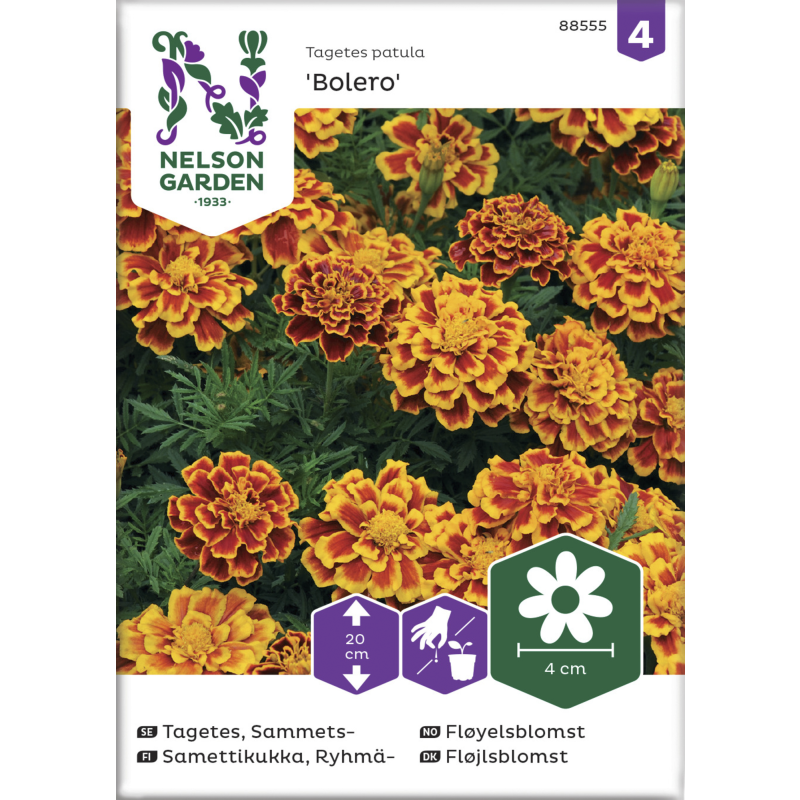 Ryhmäsamettikukka siemen Nelson Garden Basic Bolero