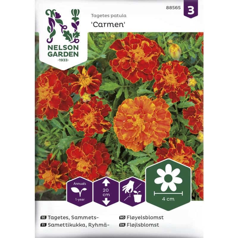 Ryhmäsamettikukka siemen Nelson Garden Basic Carmen