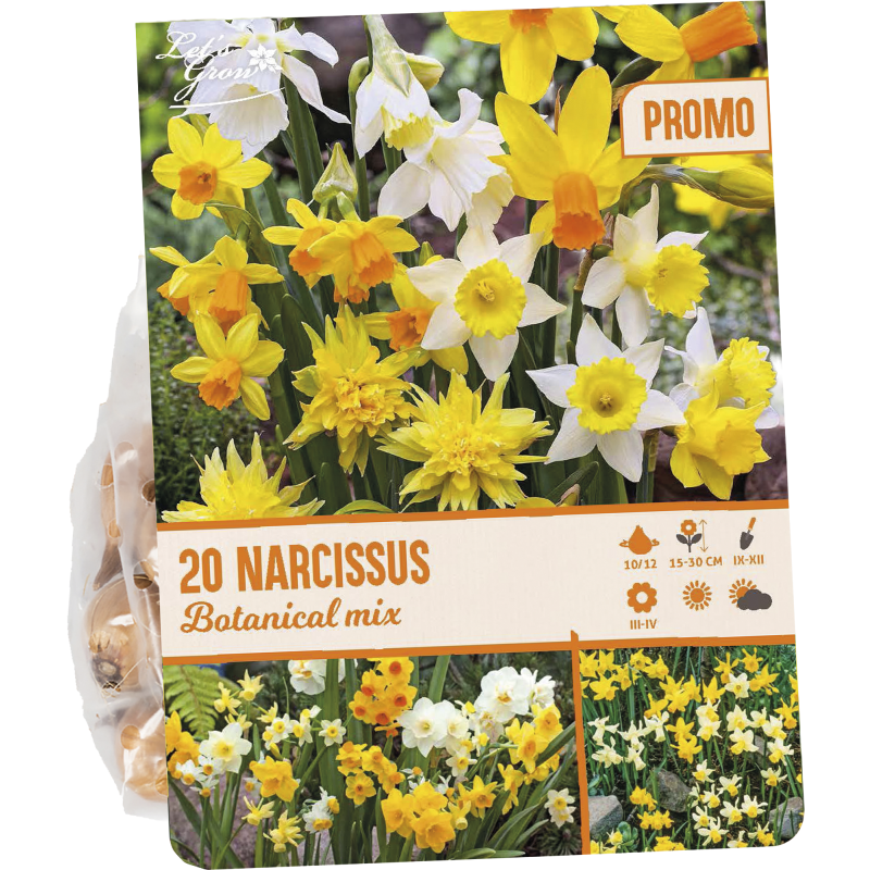 Narsissi 20 kpl Narcissus Botanical mix