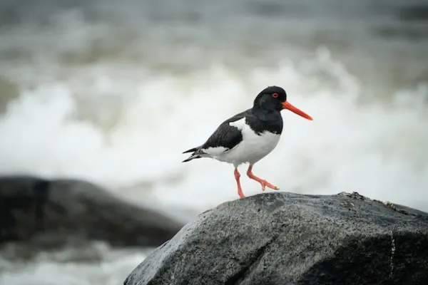 Janus Thomsen verður stjóri í Pf. Tjaldur