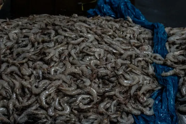 Hava gjørt krill-robottar