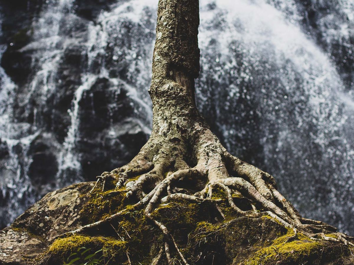 Roots