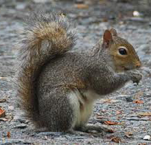 Rodents and Cars Don't Mix a dreaded wire munching grey squirrel