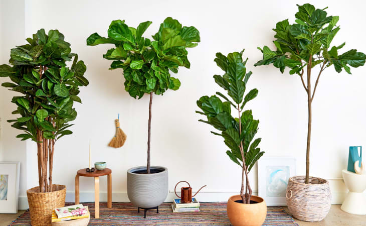 cây cảnh giả gò vấp Jassi Decor