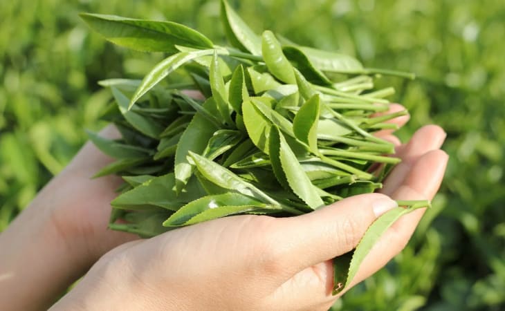 Làm đẹp với lá trà xanh