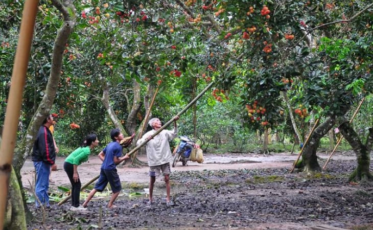Khu du lịch sinh thái Nhà vườn Thảo Nguyên - Cần Thơ